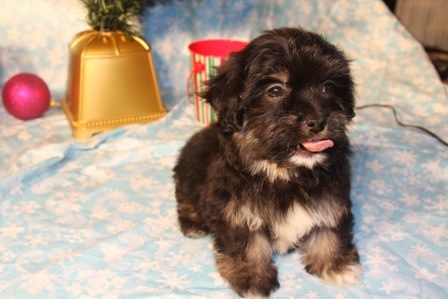 havanese-puppies